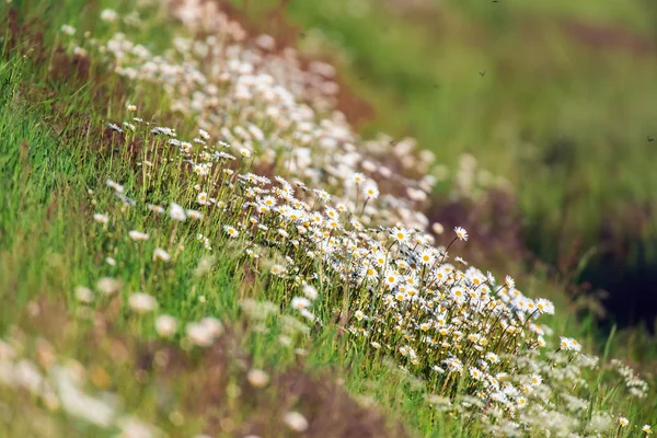 Margherite Oxeye nel prato durante la primavera soleggiata . — Foto Stock