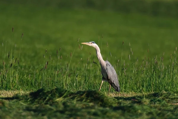 Allarme caccia airone grigio nel prato falciato . — Foto Stock