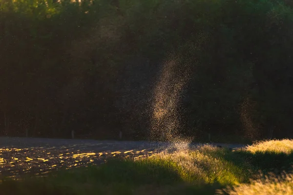 Mouchy a komáři nad polem v pozadí večerního slunce. — Stock fotografie