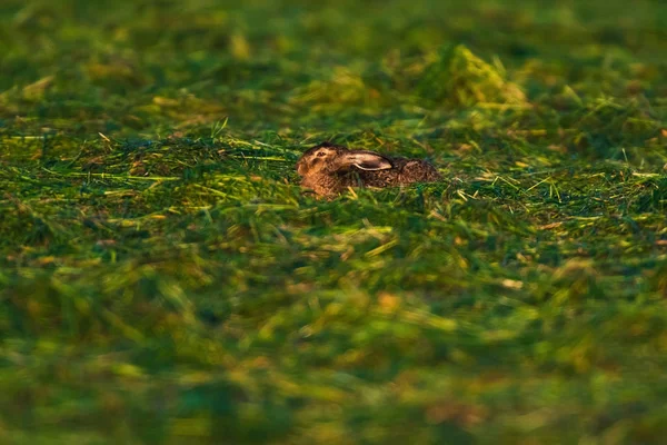 Hare sitting low in meadow in evening sunlight. — Stock Photo, Image