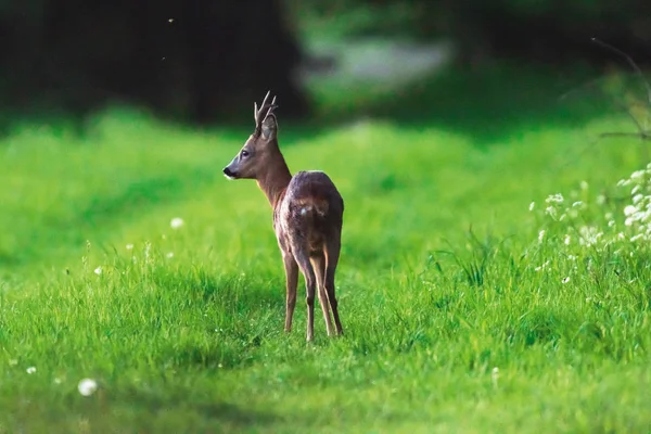 Roebuck ilkbaharda orman yolunda. — Stok fotoğraf