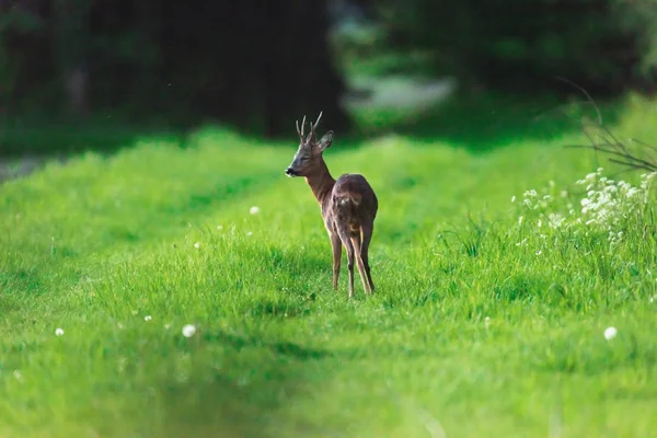 Roebuck ilkbaharda orman yolunda. — Stok fotoğraf