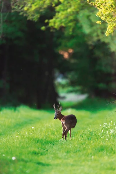 Roebuck op bospad in het voorjaar. — Stockfoto
