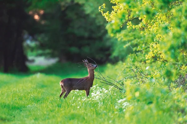 Roebuck sul sentiero forestale in primavera . — Foto Stock