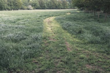 Orman çayırında biçilmiş yol.