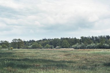 Bulutlu gökyüzü altında bahar aylarında çayır ve orman.