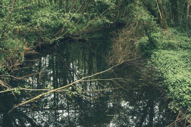 Bahar ormanında devrilen ağaçile su deresi.