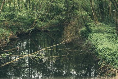Bahar ormanında devrilen ağaçile su deresi.
