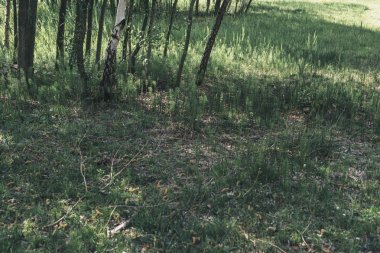 Güneşli çayırda ağaç gövdeleri.