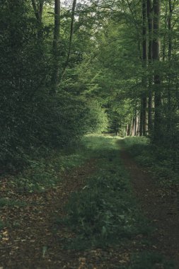 İlkbaharda ormana giden yol.
