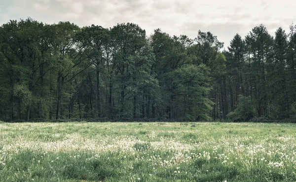 Äng och skog under molnigt Sky. — Stockfoto