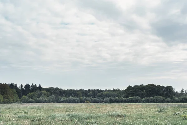 Луг з лісом під хмарним небом . — стокове фото