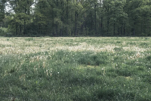 Ormanın kenarında soluk karahindiba ile Çayır. — Stok fotoğraf