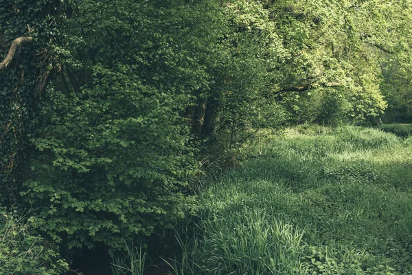 Stromy a louky s vysokou trávou na jaře. — Stock fotografie