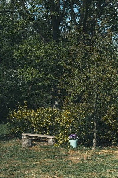 Träbänk och blomkruka på bakgården på våren. — Stockfoto