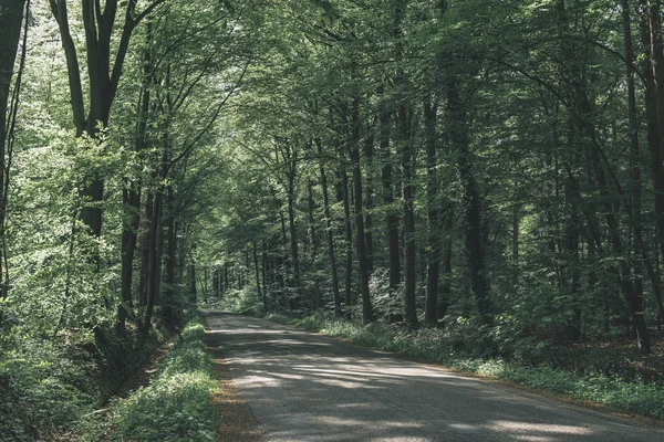 Route à voie unique en forêt ensoleillée au printemps . — Photo