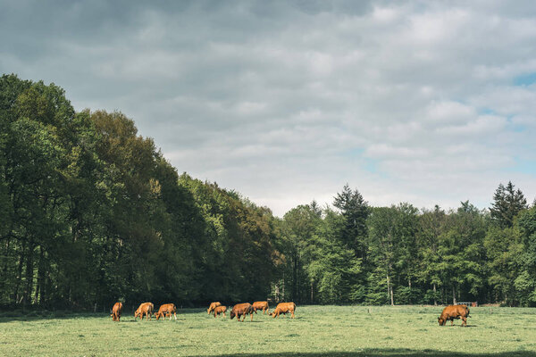 Herd of brown cows in forest meadow under cloudy sky in spring.
