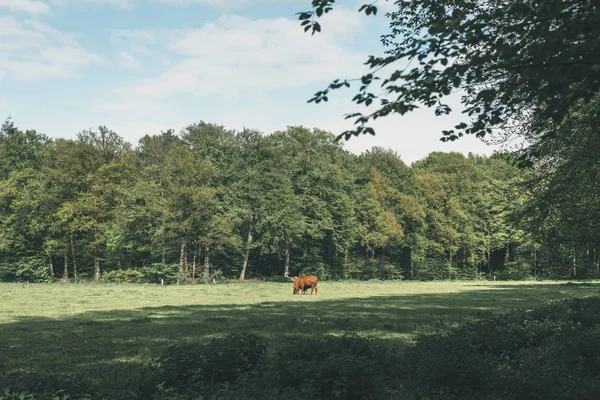 Hnědá kráva v lesní louce na jaře pod zamračená obloha. — Stock fotografie