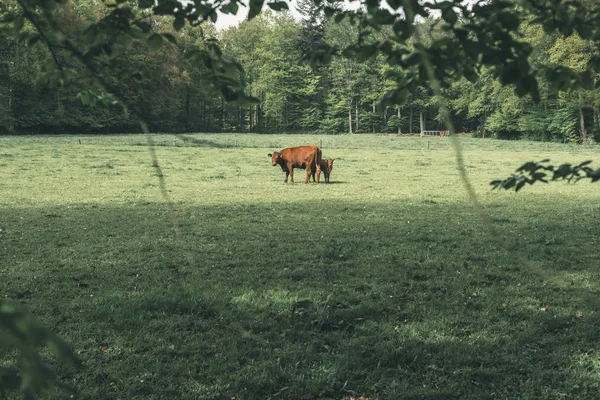 Bruine koe met kalf in bosweide in het voorjaar. — Stockfoto