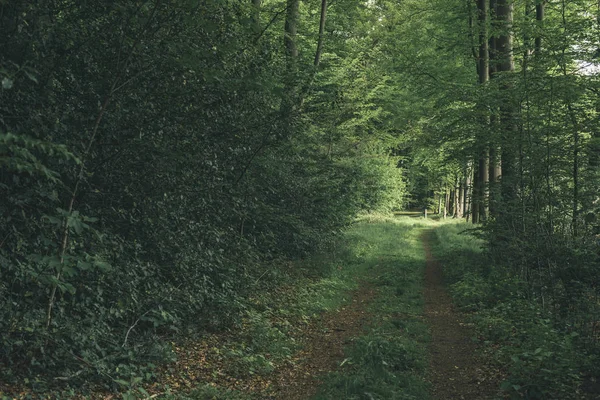 Pathway into forest in spring. — Stock Photo, Image