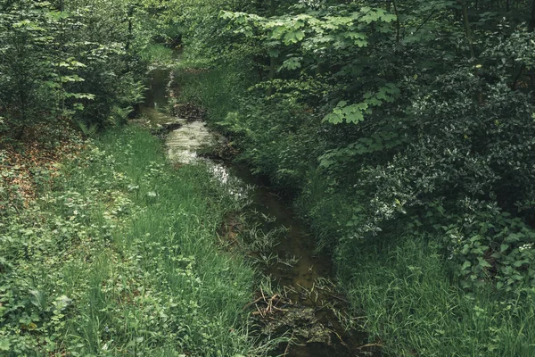 Little stream in forest in spring.