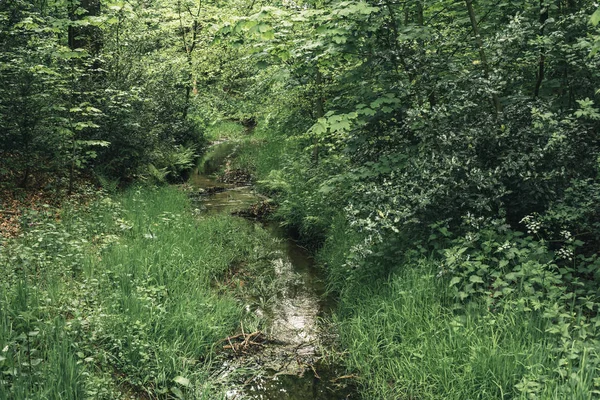 Little stream in forest in spring.