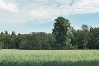 Bulutlu gökyüzü altında orman yakınında uzun boylu çim ile Çayır.