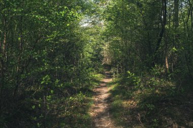 İlkbaharda güneşli ormana patika.