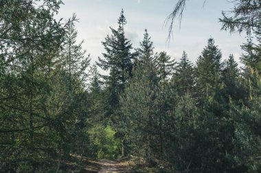 İlkbaharda güneşli ormana patika.