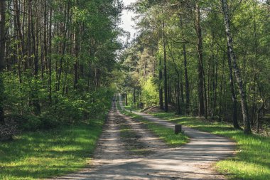 İlkbaharda güneşli ormana toprak yol ve yol.