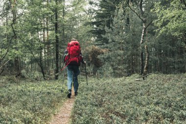 Kırmızı sırt çantası ile Backpacker bahar ormanda patika üzerinde yürüyor.