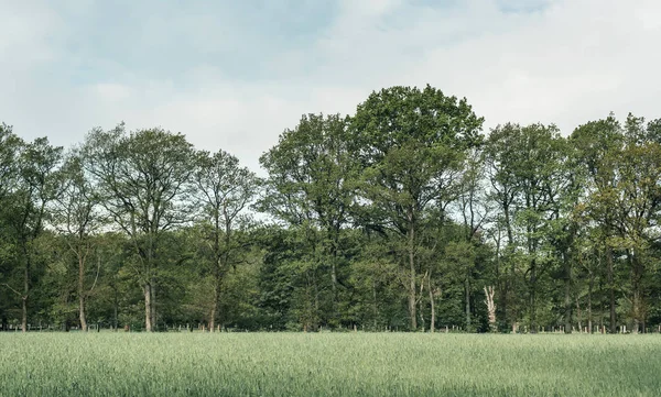 曇り空の下で森の近くに背の高い草を持つ牧草地. — ストック写真