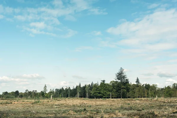 Field at edge of forest under blue cloudy sky. — Stock Photo, Image