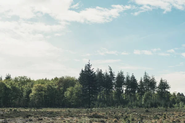 Mavi bulutlu gökyüzü altında ormanın kenarında Alan.
