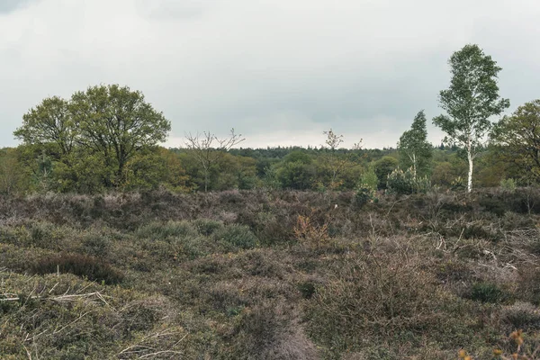 Campo con brezo y árboles bajo el cielo nublado en primavera . —  Fotos de Stock