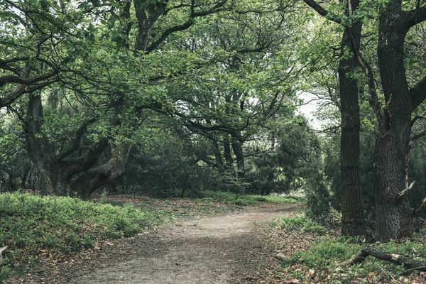 Pad in bladverliege bos in de lente. — Stockfoto