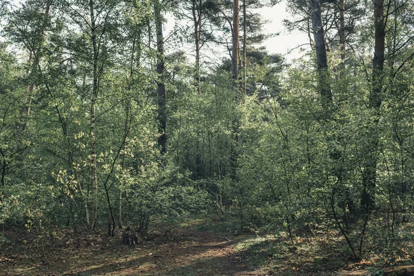 Árboles y vegetación de bosque a primera hora de la mañana la luz del sol en spri —  Fotos de Stock