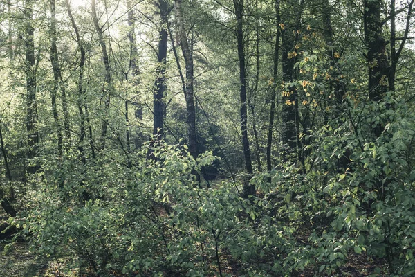 Bäume und Vegetation des Waldes in der frühen Morgensonne in spri — Stockfoto