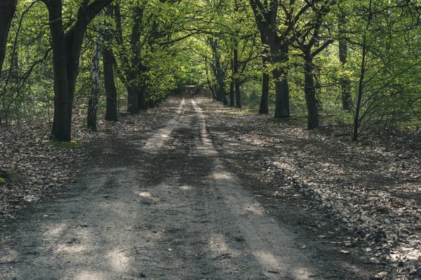 Estrada de terra em floresta ensolarada na primavera . — Fotografia de Stock