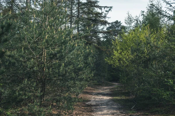 Sentier dans la forêt ensoleillée au printemps . — Photo