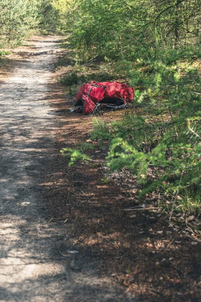 Mochila vermelha encontra-se no caminho na floresta ensolarada . — Fotografia de Stock