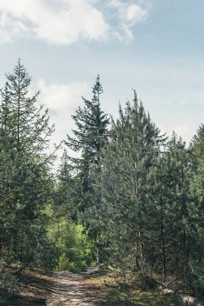 Sentier pédestre dans la forêt ensoleillée sous un ciel nuageux bleu . — Photo