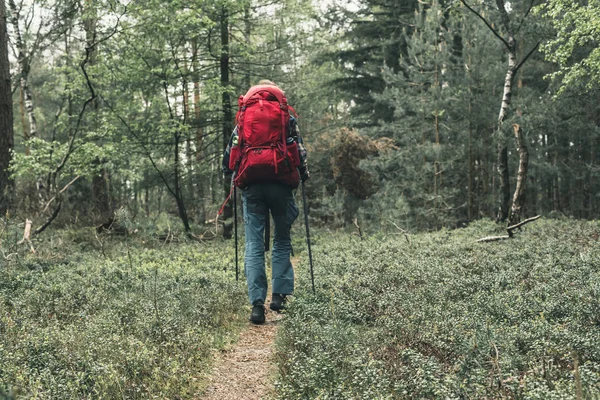 Zaino in spalla con zaino rosso cammina sul sentiero nella foresta primaverile . — Foto Stock