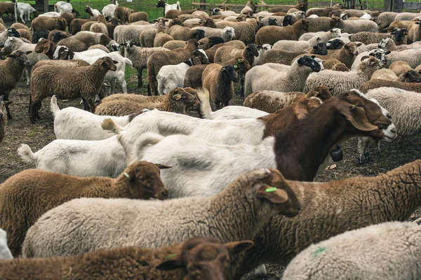 Mandria di pecore in attesa in ovile . — Foto Stock