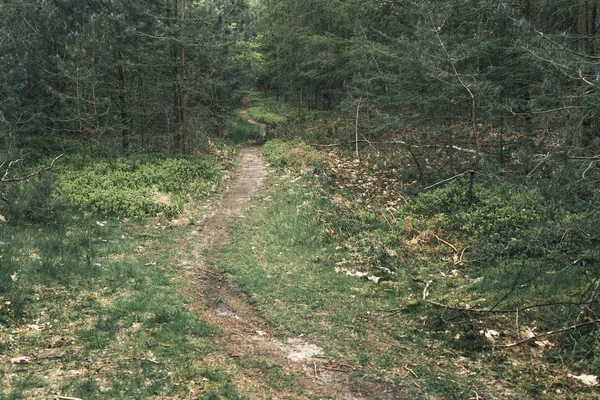Kleiner Fußweg im dichten Wald. — Stockfoto