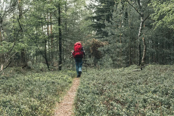 Backpacker met rode rugzak wandelingen op voetpad in lente bos. — Stockfoto