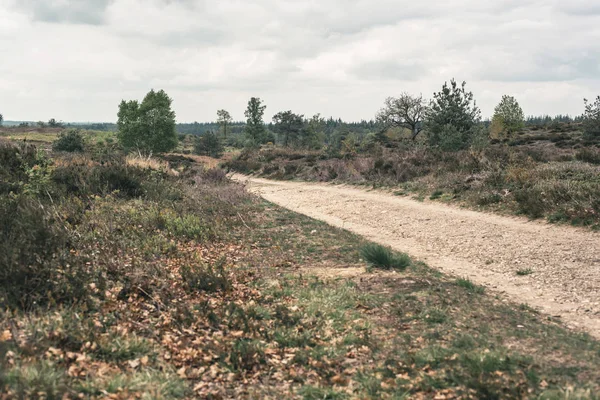 Dirt road in hilly heather landscape under cloudy sky. — Stock Photo, Image