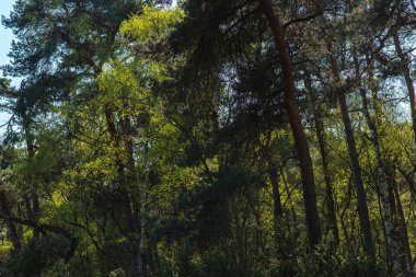 Erken ilkbaharda taze yeşil yaprakları ile Orman.
