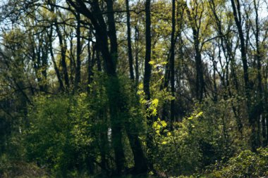 Güneşli günde erken ilkbaharda Orman.