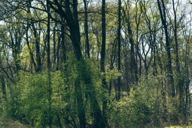 Güneşli günde erken ilkbaharda Orman.